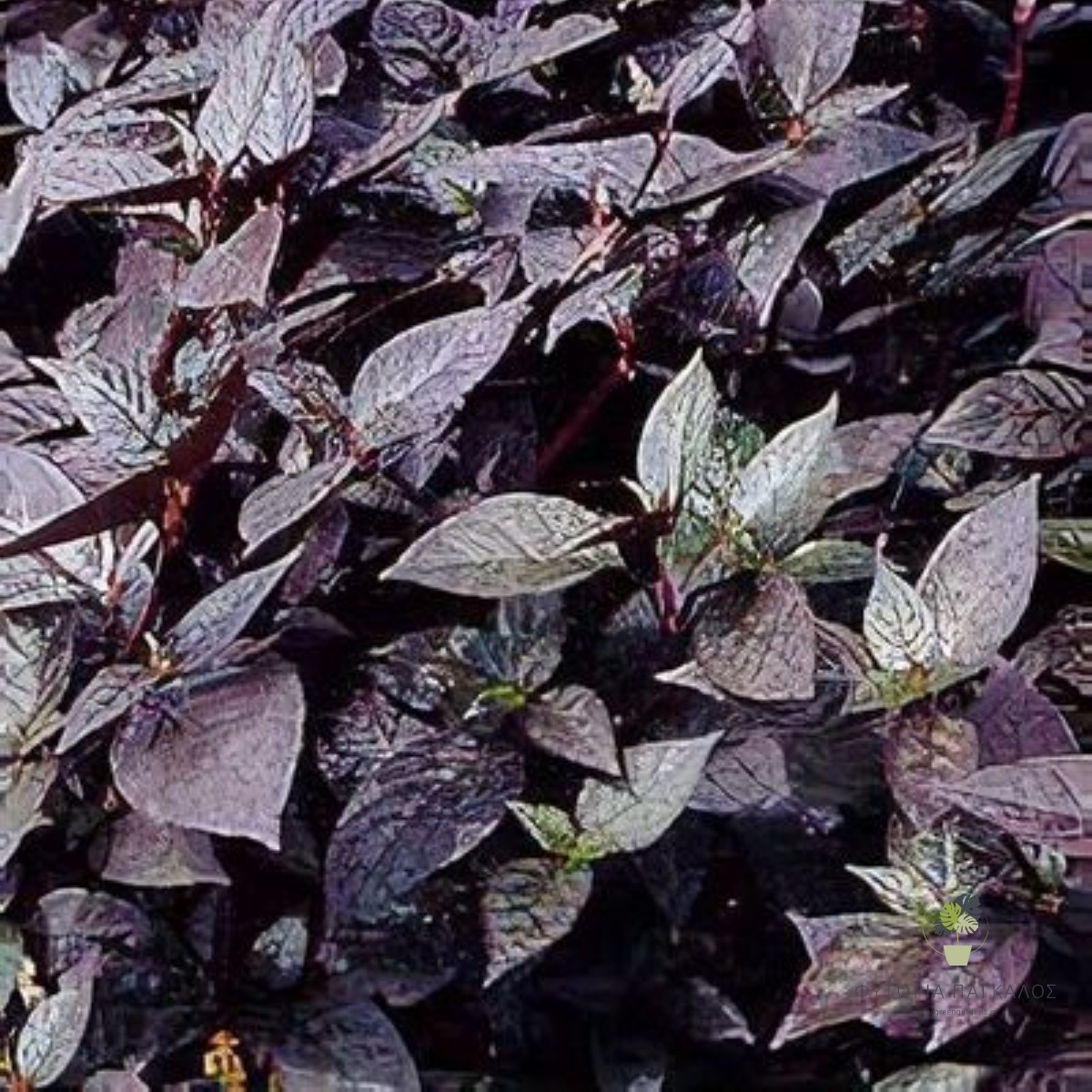 ΑΛΤΕΡΝΑΘΕΡΑ – Alternanthera dentata - 2